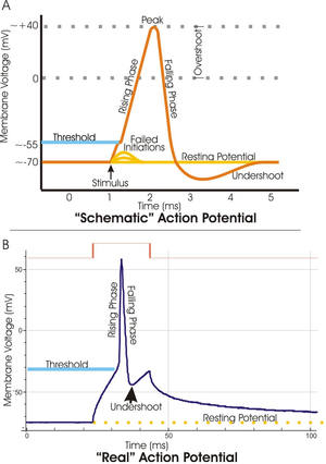 Two plots of the membrane potential (measured in mV) versus time (ms). Top: idealized plot where the membrane potential starts out at -70 mV at time zero.  A stimulus is applied at time = 1 ms, which raises the membrane potential above -55 mV (the threshold potential).  After the stimulus is applied, the membrane potential rapidly rises to a peak potential of +40 mV at time = 2 ms.  Just as quickly, the potential then drops and overshoots to -90 mV at time = 3 ms, and finally the resting potential of -70 mV is reestablished at time = 5 ms. Bottom: a plot of an experimentally determined action potential that is very similar in appearance to the idealized plot, except that the peak is much sharper and the initial drop is to -50 mV increasing to -30 mV before dropping back to the resting potential of -70 mV.