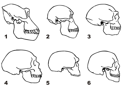 File:Craniums of Homo.svg