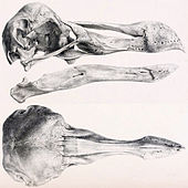 Lithograph of the Dodo skull at the Oxford Museum