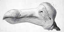 Sketch of the dried Dodo head at Oxford Museum