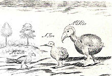 Crude sketch of three terrestrial birds, captioned with the words 