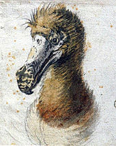 Painting of a Dodo head from the chest and up