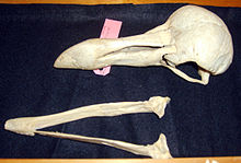 Skull and lower jaw of a Dodo in a box