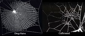Left: picture of a regular spider web with a caption 