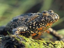 European fire-bellied toad