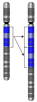 File:Gene-duplication.svg