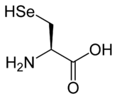 The structure of selenocysteine, this differs from the lead image by having the R group (the side chain) replaced by a carbon atom with two hydrogen and a selenium attached.