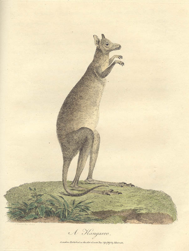 Early drawing of kangaroo