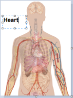 Human body diagrams - adding text to human body image with organs.png