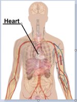 Human body diagrams - adding line to human body image with organs.png