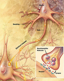 drawing showing a neuron with a fiber emanating from it labeled 