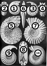 Haeckel Ammonitida big spots.jpg