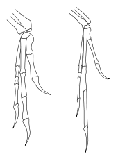Outline of bones in forelimbs of Deinonychus and Archaeopteryx. Both have two fingers and an opposed claw with very similar layout, although Archaeopteryx has thinner bones.