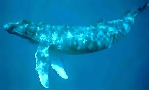 A whale swims horizontally underwater, with long front flippers extended and with mottled skin.