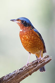 A bird perching on an old wooden stump. It has mostly variegated red and orange plumage on its underside from its chin to its rump with a small area of white on its throat. It has black behind its eyes and blue on its wings and on the top of the head.