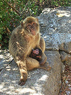 Female Macaque with young suckling.jpg