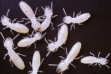  Agricultural Research Service scientists have developed a more affordable method to track the movement of termites using traceable proteins.