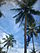 Coconut tree climbing DSCN0345.jpg
