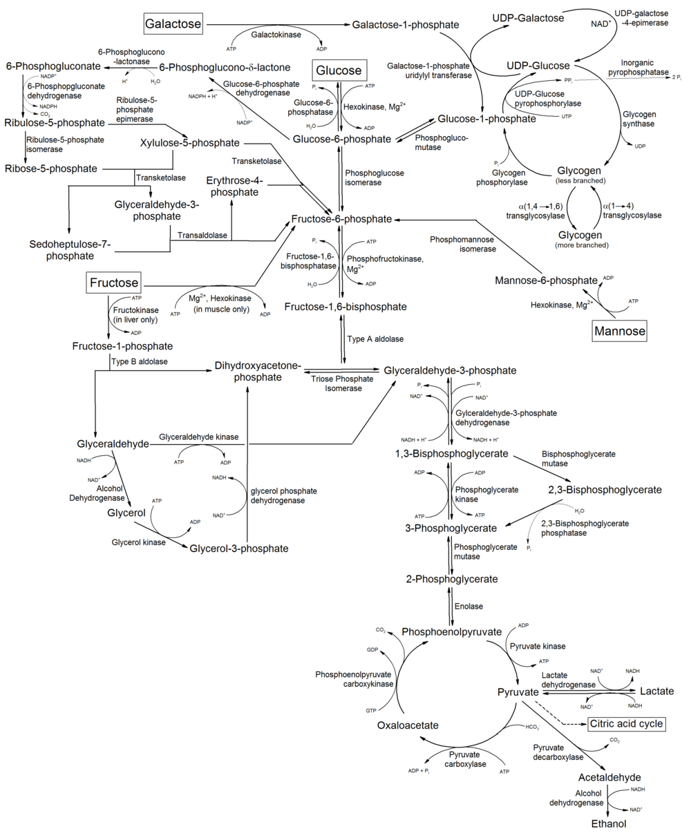 Metabolism of common monosaccharides, and related reactions.png
