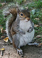 Common Squirrel.jpg