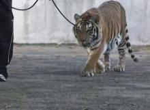 File:Congenital-deformity-of-the-paw-in-a-captive-tiger-case-report-1746-6148-8-98-S2.ogv