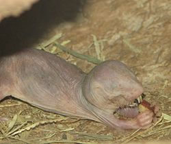 Naked Mole Rat Eating.jpg