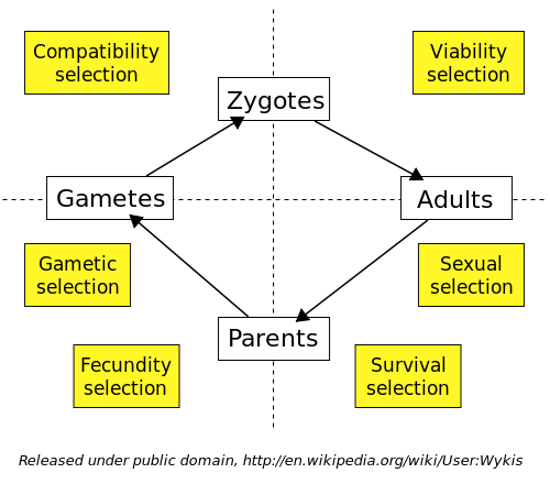 File:Life cycle of a sexually reproducing organism.svg