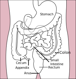 File:Stomach colon rectum diagram.svg