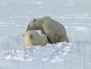 File:Cub polar bear is nursing 2.OGG
