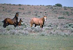 Dos caballos en un campo. El de la izquierda es de color marrón oscuro con la melena negro y la cola. El de la derecha es una luz roja por todas partes.