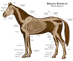 Diagrama de un esqueleto de caballo con grandes piezas y sus nombres.