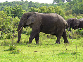 Los elefantes en el Parque Nacional Mole.