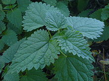 Las verdes hojas elípticas dentados oscuras de una ortiga