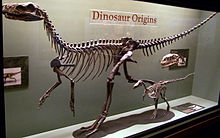 Esqueleto completo de un dinosaurio carnívoro temprano, que se muestra en una vitrina en un museo
