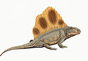 Dimetrodon loomisi.jpg