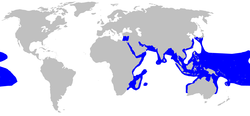 Mapa del mundo con sombreado azul alrededor de la periferia del Océano Índico se extiende hacia el este del mar Mediterráneo, en el Pacífico occidental del sur de China a Indonesia para el norte de Australia, y más de un parche grande del Pacífico central