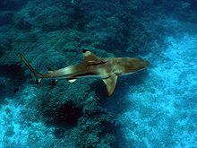 Vista desde arriba de un tiburón de color marrón con un hocico redondeado, nadando sobre las rocas cubiertas de algas