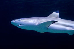 Un tiburón con un hocico romo y puntas negras obvios en sus pectorales y dorsales aletas, contra un fondo oscuro llano