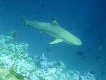 Un tiburón nadando en paralelo a un saliente del arrecife en el primer plano, con muchos peces pequeños cercanos