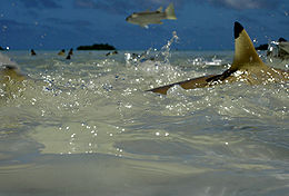 Muchas aletas puntas negras dorsales visibles sobre agua revuelta, y un pequeño pescado mediados de salto de longitud en la parte central superior