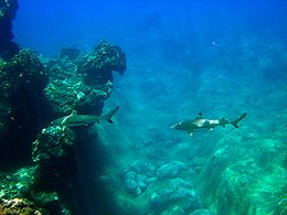 Dos tiburones nadando en la misma dirección, uno detrás del otro, delante de una cabeza de coral masivo y un lecho de cantos rodados