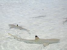 Una extensión de agua cristalina y arena blanca, y varios tiburones nadando con sus aletas dorsales punta negra que sobresalen por encima del agua