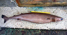 vista lateral de un tiburón marrón delgado con aletas pequeñas y grandes ojos verdes, con un lápiz junto a demostrar que es de pequeño tamaño