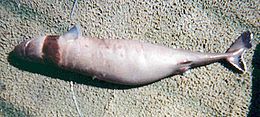 un pequeño tiburón tumbado panza arriba, con una banda de color marrón oscuro claro alrededor de la garganta
