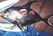 un pez plateado con concavidades circulares arrancado de su lado
