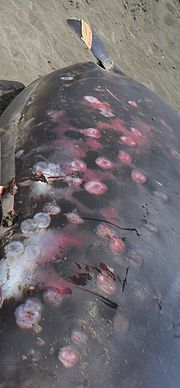 El flanco de una ballena varada, mostrando varias cicatrices redondas