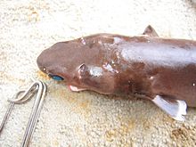 vista de la parte frontal de un pequeño tiburón dorsal