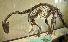 Un esqueleto montado de Plateosaurus engelhardti en una caja de cristal, visto desde la parte frontal izquierda. El animal se coloca en dos piernas, su espalda se estira, sus curvas del cuello fuertemente a la baja, y la cola arrastra, creando una mirada caída