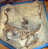 Fotografía del esqueleto de dinosaurio en vista dorsal. Está incrustado en parte en la roca, de modo que todos los huesos están en la posición que se encontraron en. El animal se basa en su vientre, el cuello y la cola curva de manera que la forma general es casi una U, con las extremidades dobladas y se extienden ampliamente, mientras su brazo derecho está enterrado bajo el tronco y la parte superior del brazo izquierdo se extiende hacia el exterior. El brazo inferior izquierdo no puede ser visto, porque apunta hacia abajo en el sedimento. La caja torácica está parcialmente roto, y las costillas y costillas gástricas están dispersos, pero la columna vertebral está intacta. La cola muestra una brecha donde los huesos fueron destruidos durante el descubrimiento.