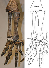 Fotografía del brazo y la mano inferior, visto desde el lado. El brazo está colgando hacia abajo, los dedos están ligeramente extendido, la palma se dirige en sentido medial.